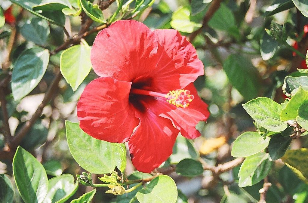 Hibisco emagrece e diminui o colesterol