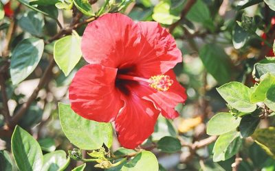 Hibisco emagrece e diminui o colesterol