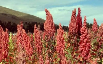 Quinoa: conheça benefícios do grão